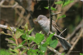 <p>PĚNICE VLAŠSKÁ (Sylvia nisoria) Dolní Podluží ---- /Berred warbler - Sperbergerasmücke/</p>